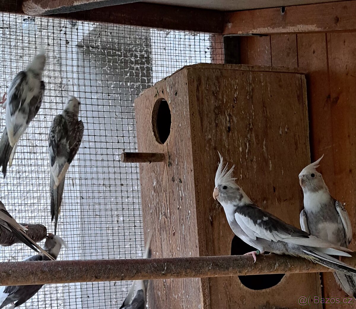 Korela bělohlavá - 3