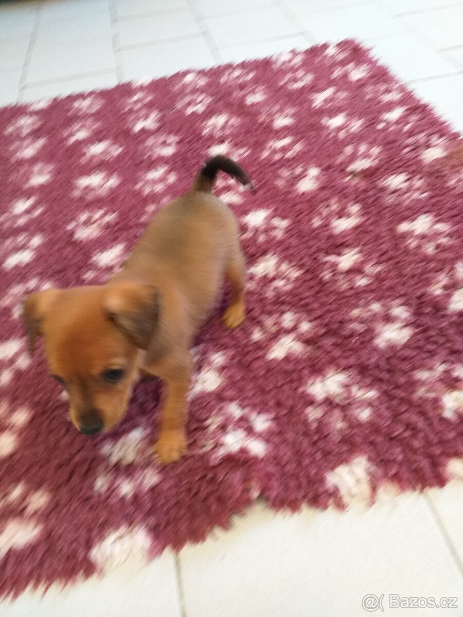 Pražský krysařík - 3