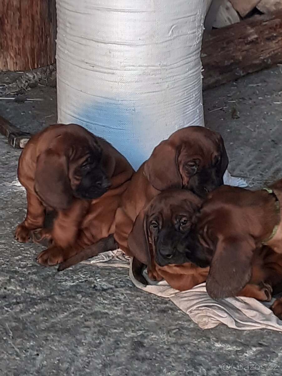 Hanoverský farbiar - 3