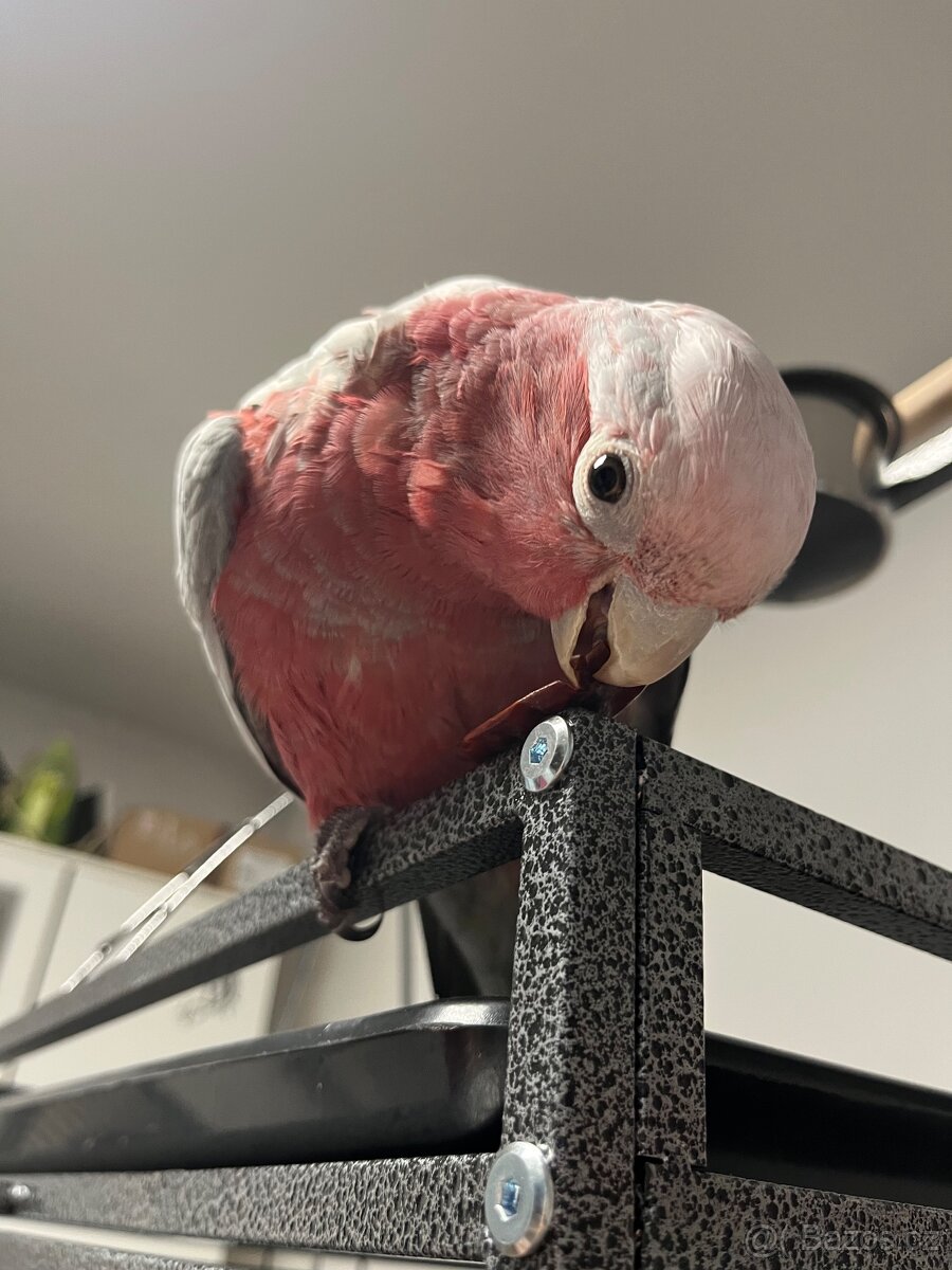 Kakadu růžový - 3