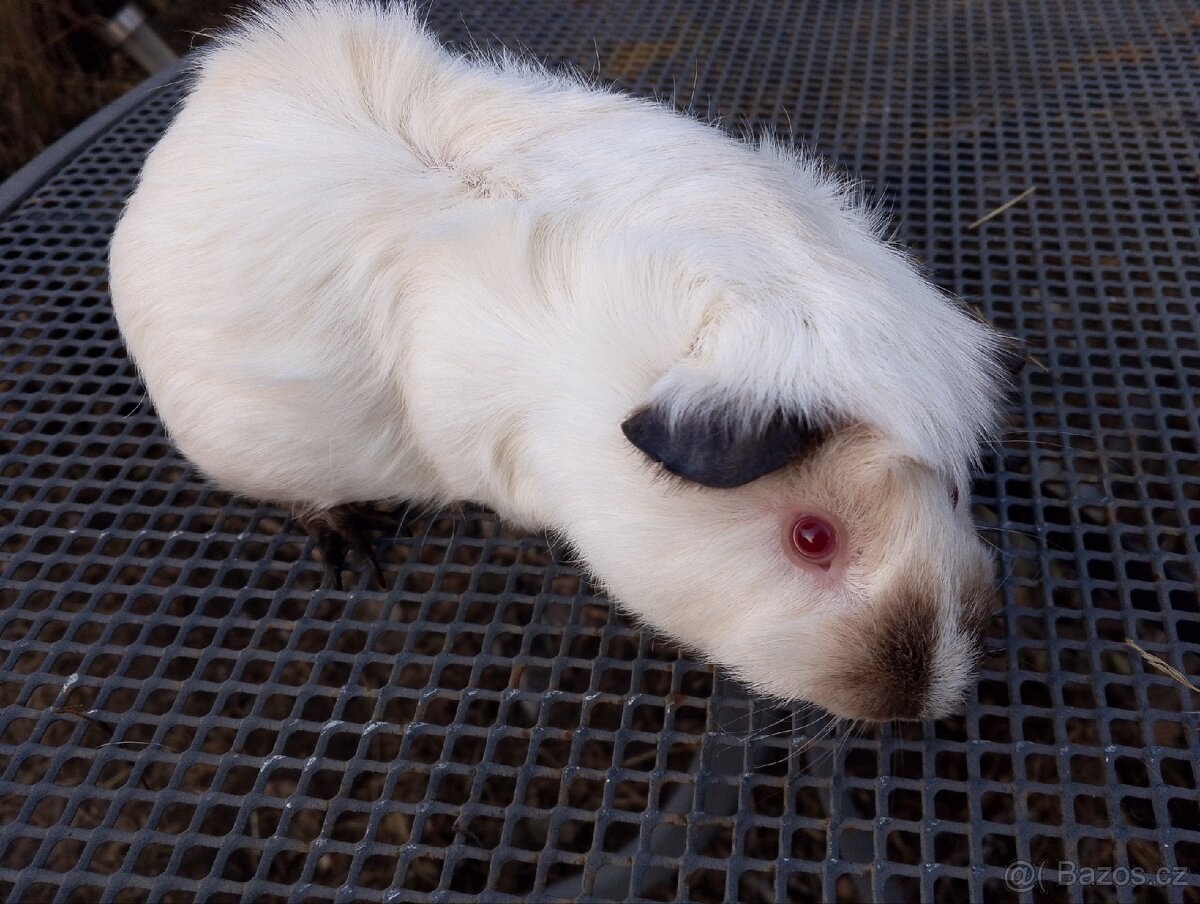 Morče,morčátko kluk - 3