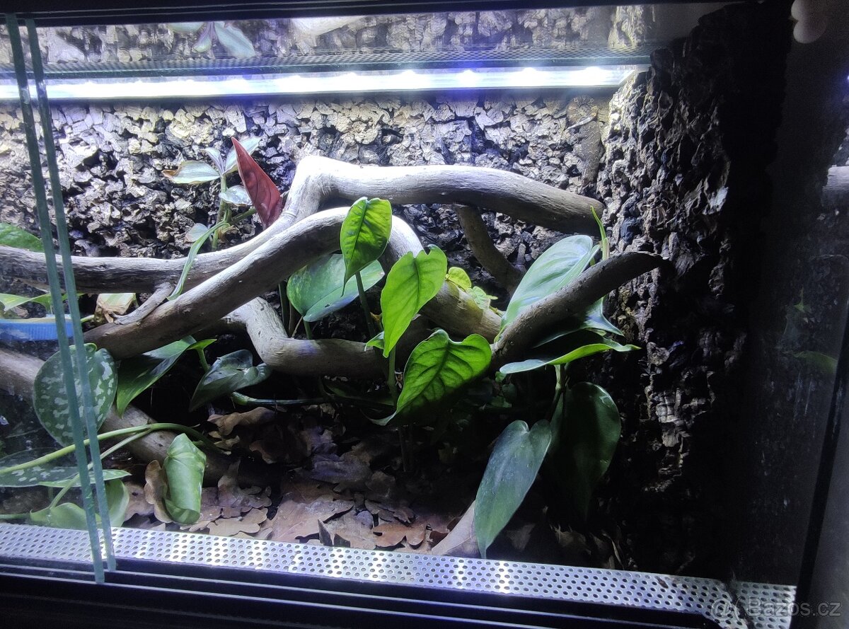 Gekon panenský terárium a 3 x samice - 3