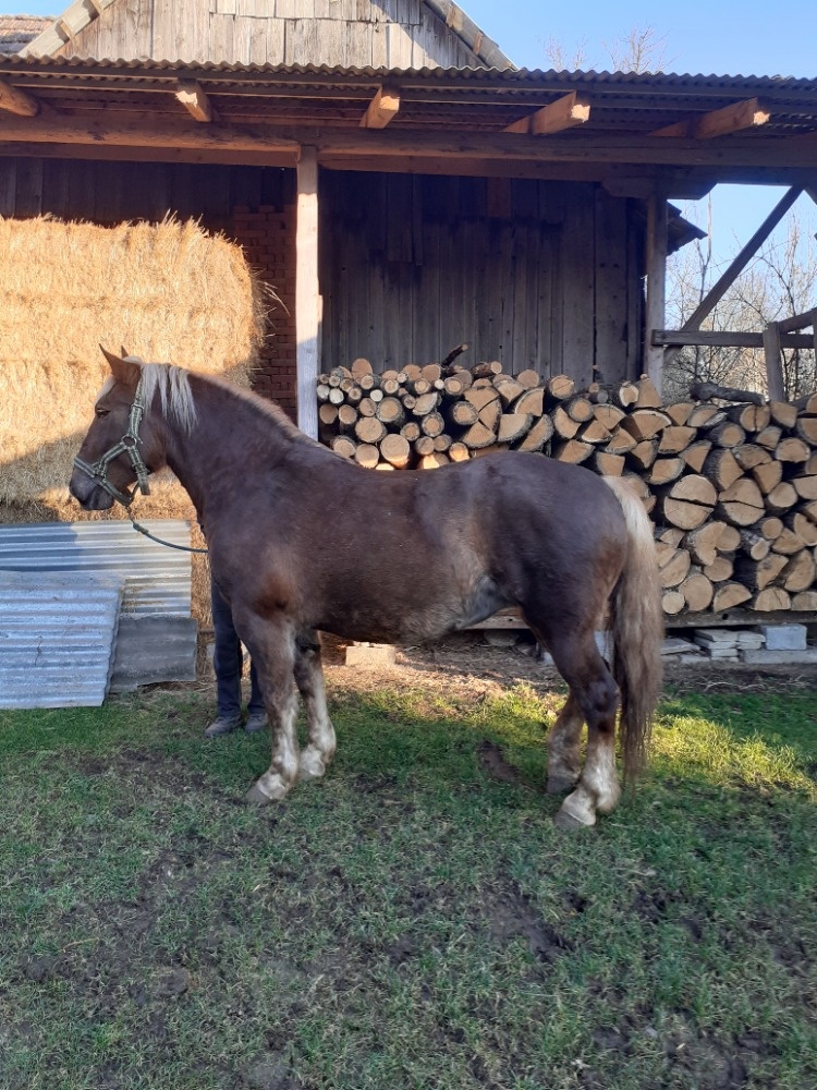 PRODÁM KOBYLU SLEZSKÉHO NORIKA - 3