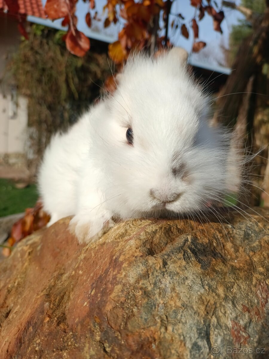 Zakrslý králíček - 3