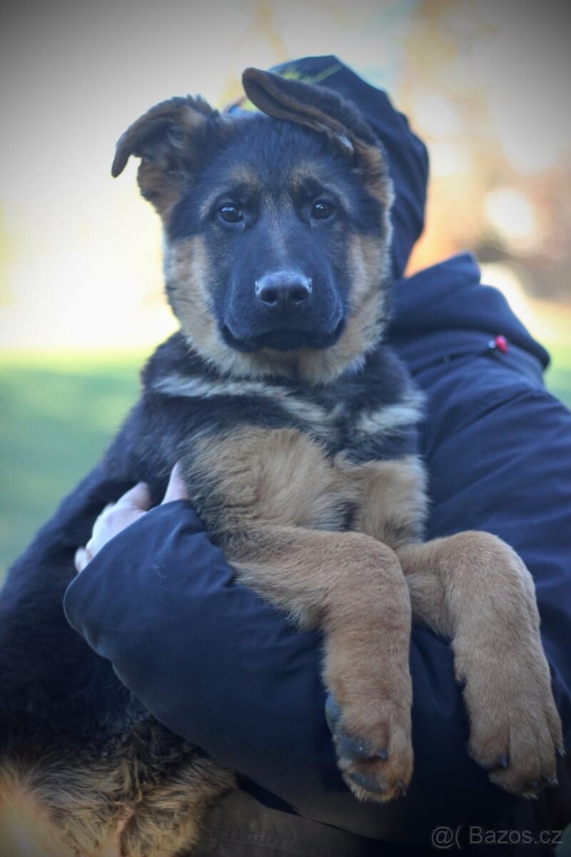 Německý ovčák s PP - 3