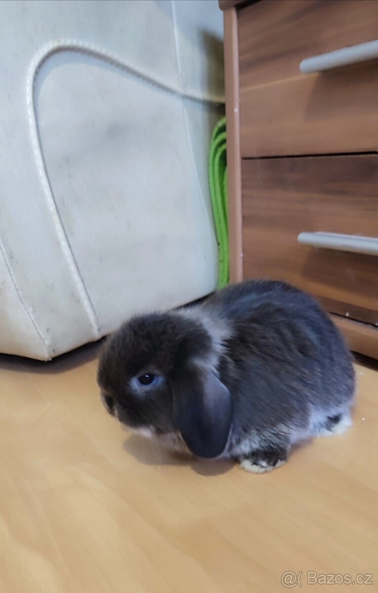 Minilop mini zakrslý beránek - 3