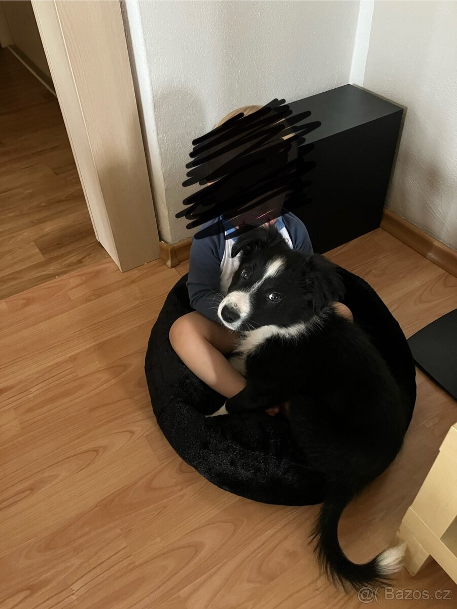 Border Kolie bez PP - 3