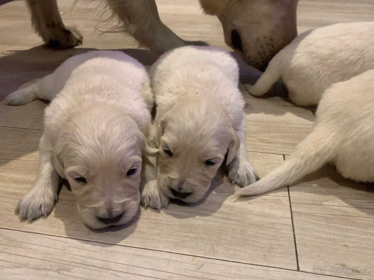 Zlatý retrívr štěňátka 🐶 - 3