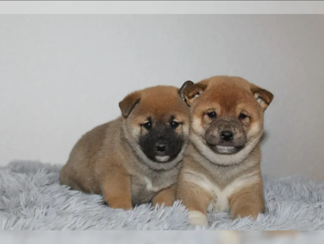 shiba-inu prodej - 3