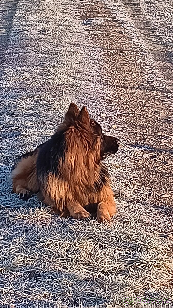 Německý ovčák - 3