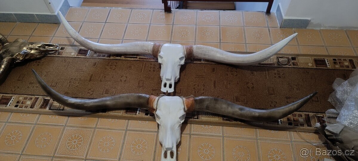 Lebka býka longhorn, bůvol, bizon - 3