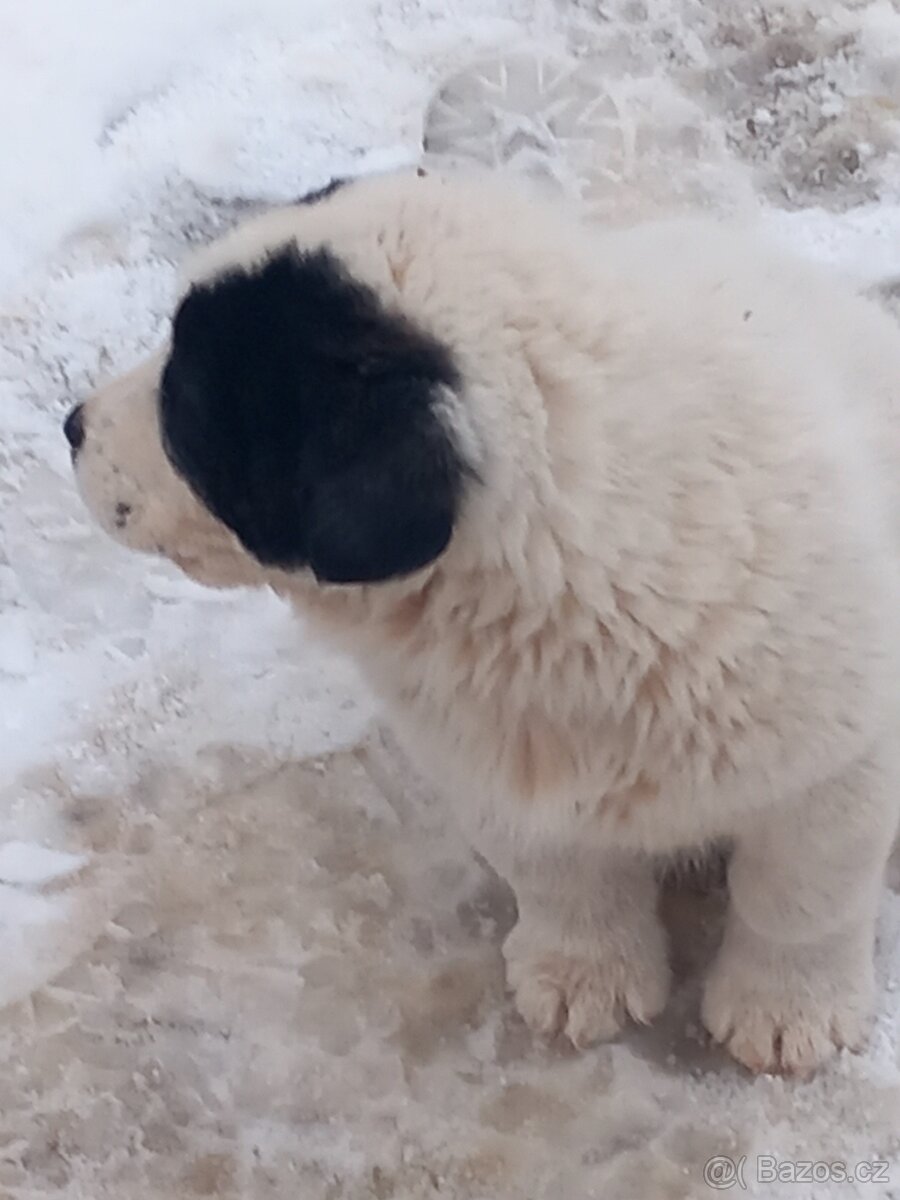 Středoasijský pastevecký pes - 3