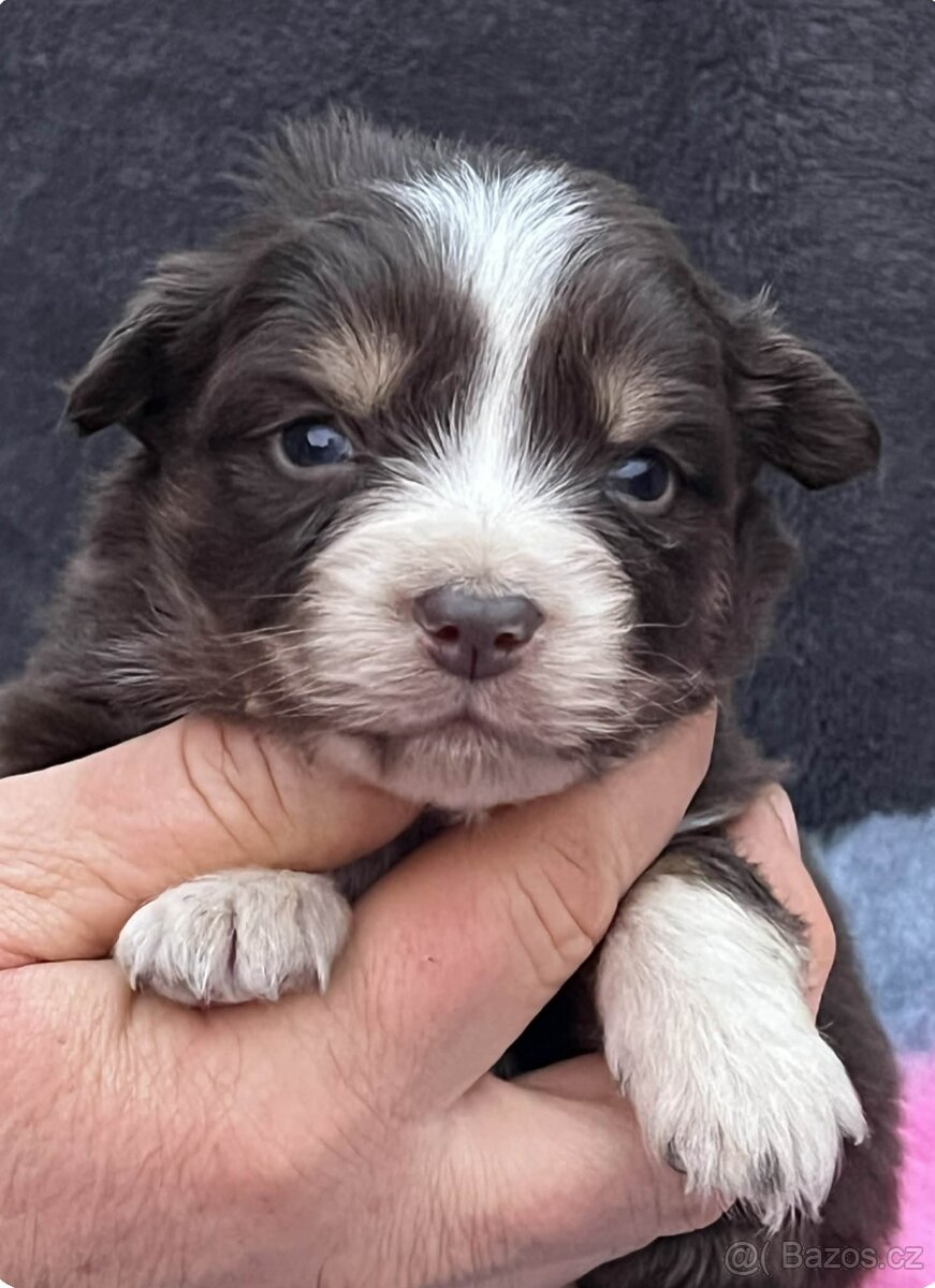 Miniaturní americký ovčák - štěňátka s PP - 3