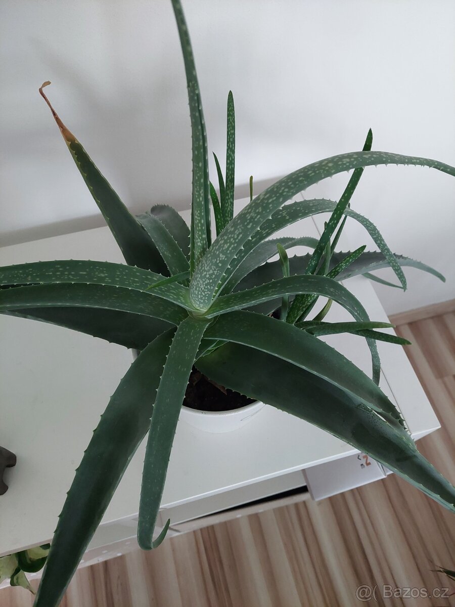 Aloe vera léčivá - 3