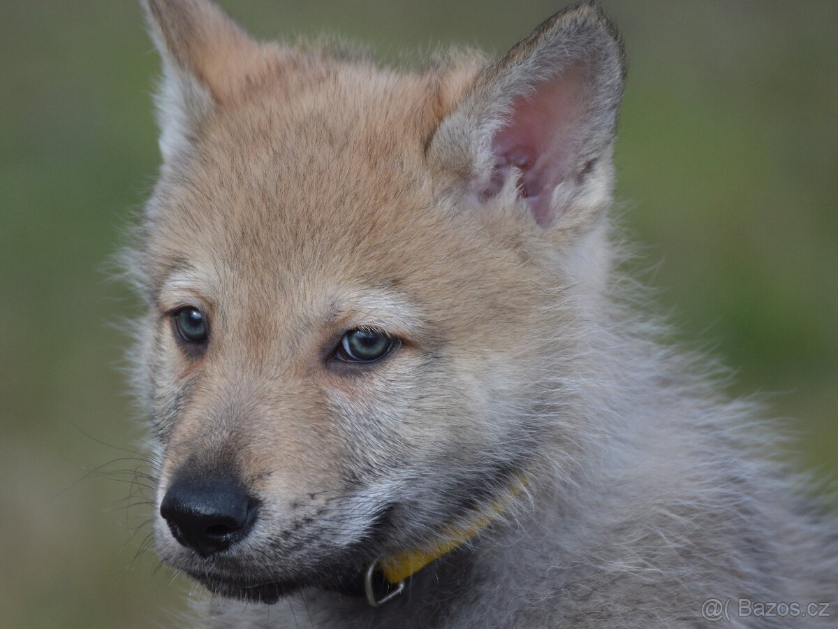 Československý vlčák "od Úhoště" - 3