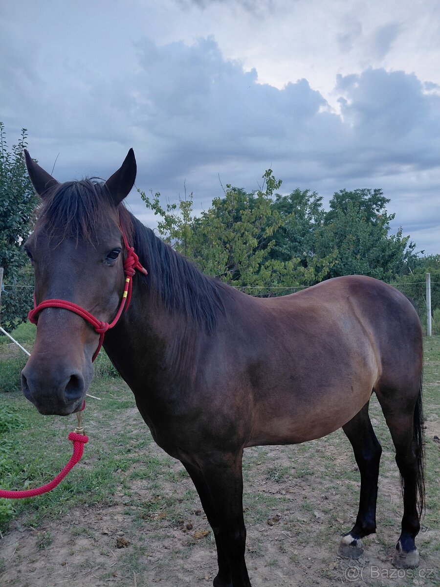 Hucul 10r.na predaj - 3