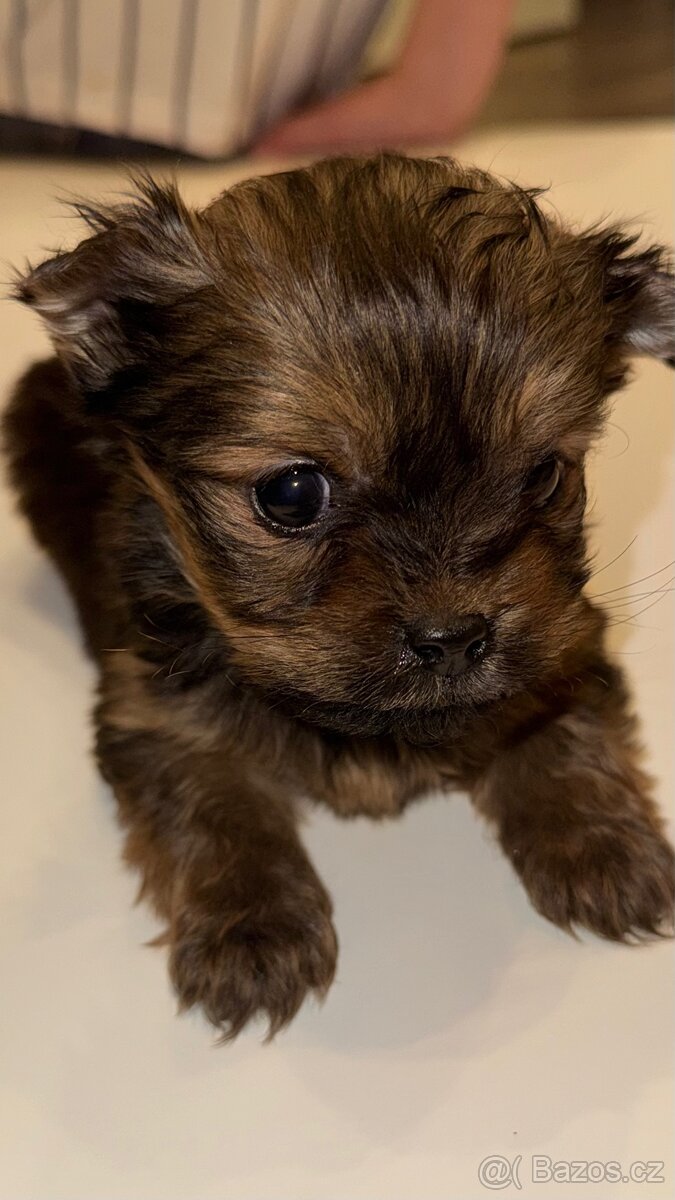 Yorkšírský teriér Mini bez pp - 3