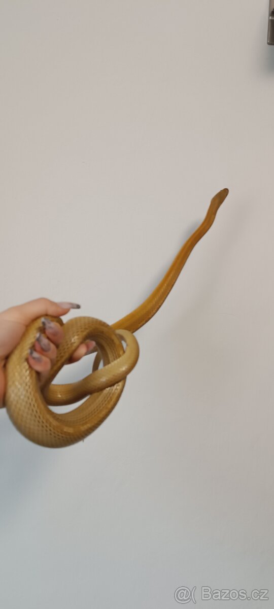 Užovka červená - 3