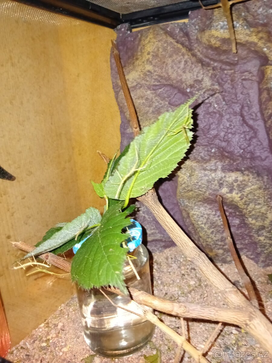 Pakobylka rohatá (strašilka) - 3