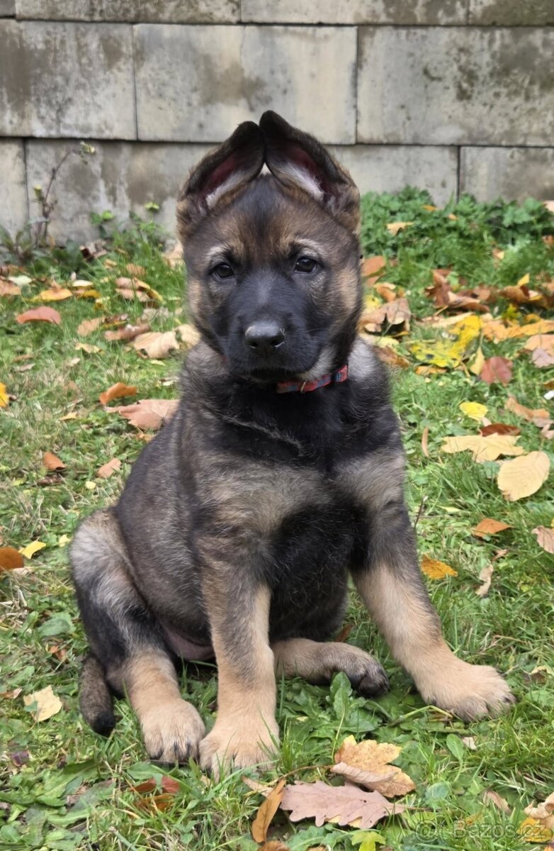 Prodám štěňata německých ovčáků s PP (FCI) - 3