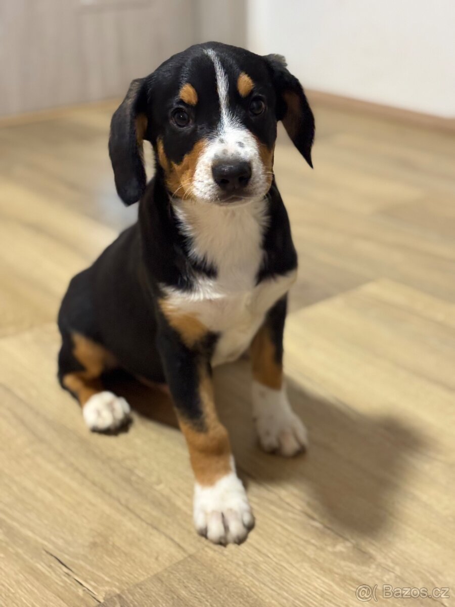 Entlebušsky salašnický pes - štěňátko - 3