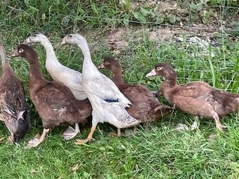 PRODÁM MLADÉ INDICKÉ BEŽCE KRÁSNÝCH BAREV - 3