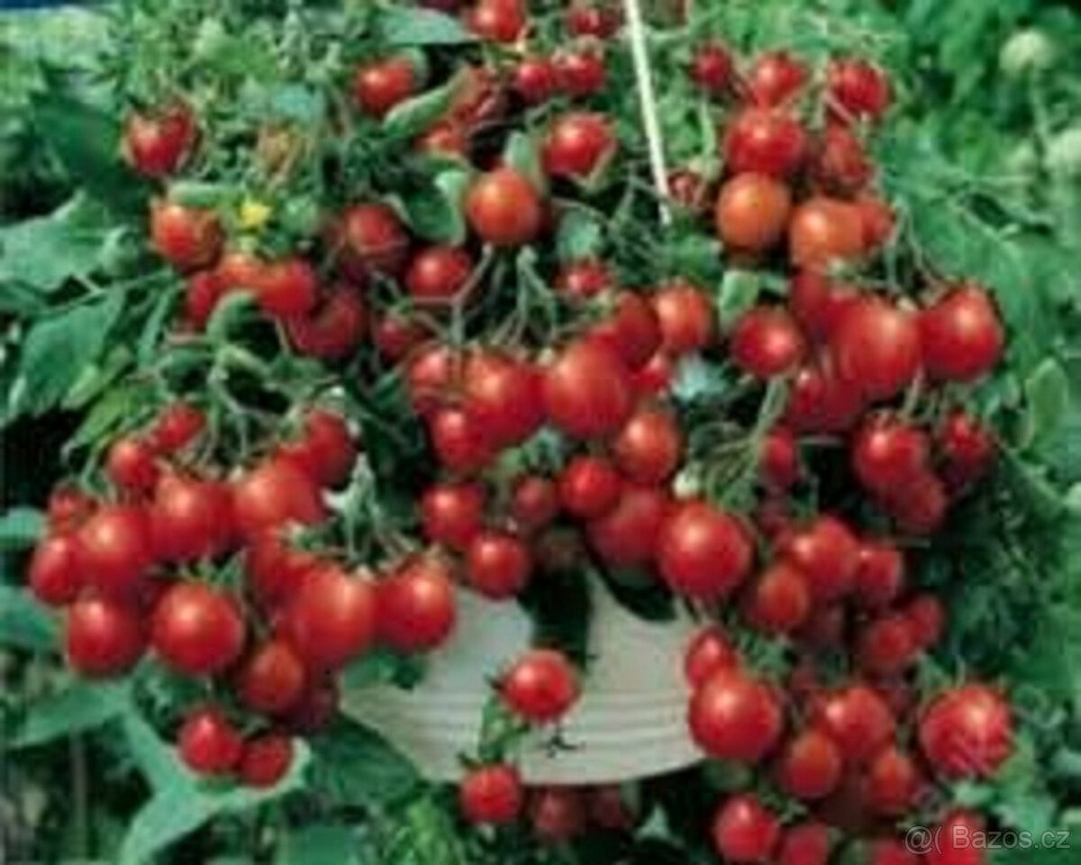 Rajče převislé Tumb Tom červené,žluté, semínka 20ks - 3