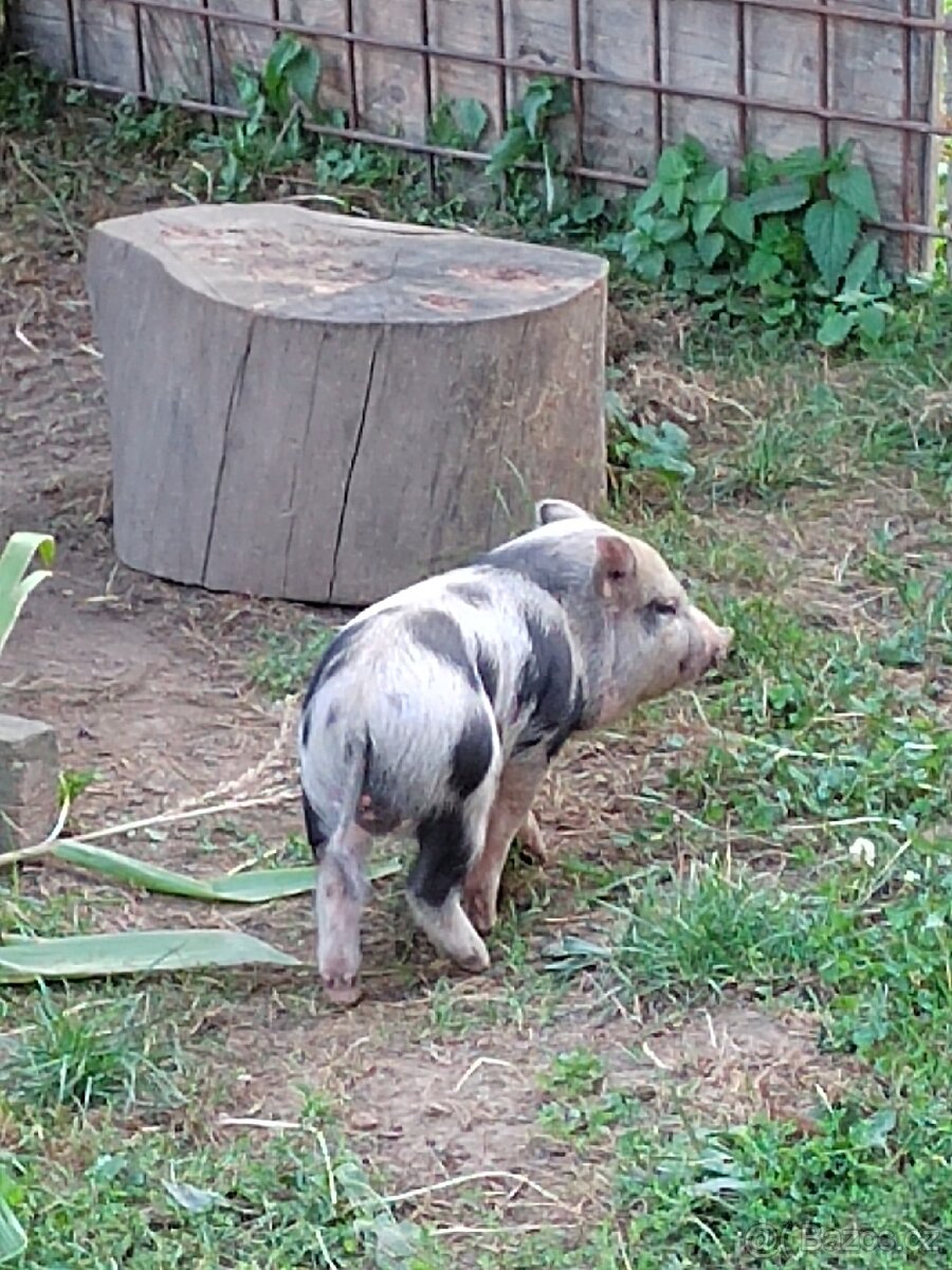 Gottingenské prase, mini prasatko - 3