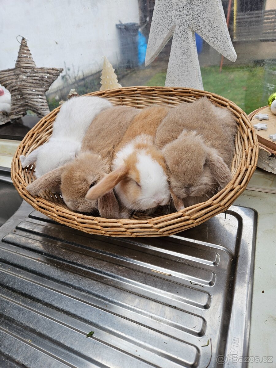 Zakrslý králík - 3