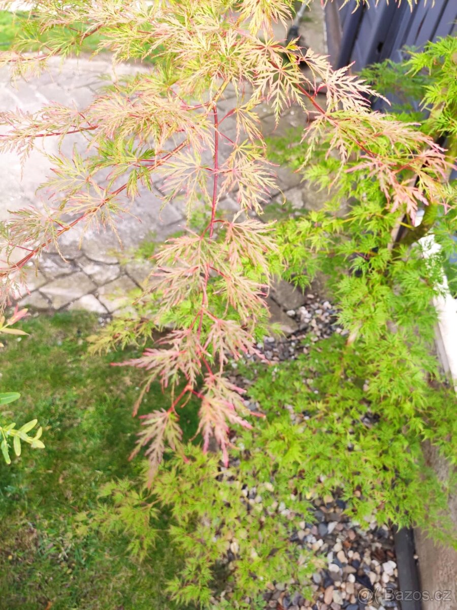 Japonský javor zeleny - 3