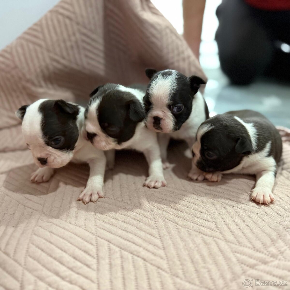 BOSTONSKÝ TERIÉR S PP - 3