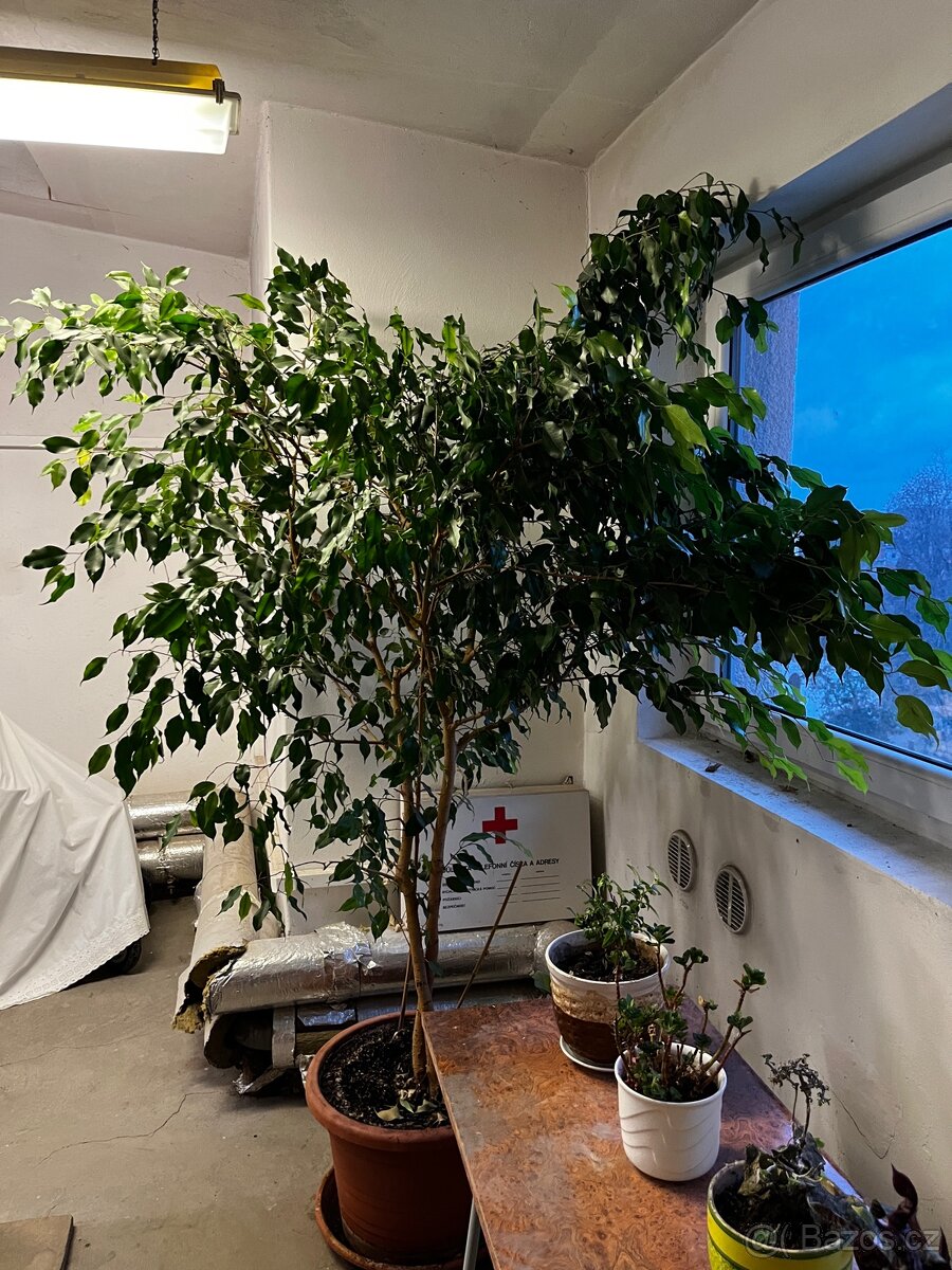 Prodam fikus - 3