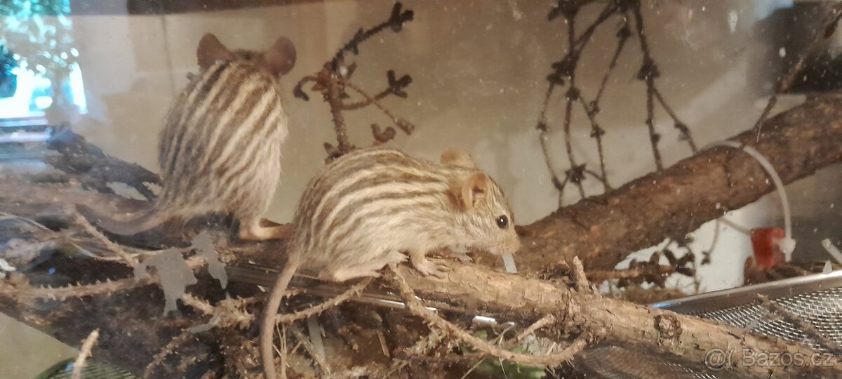 myš zebrovaná - 3
