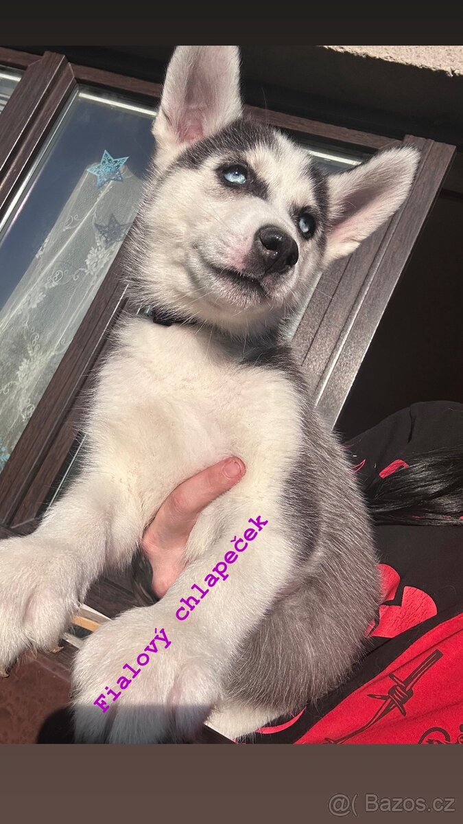 Prodám štěňátka - 3