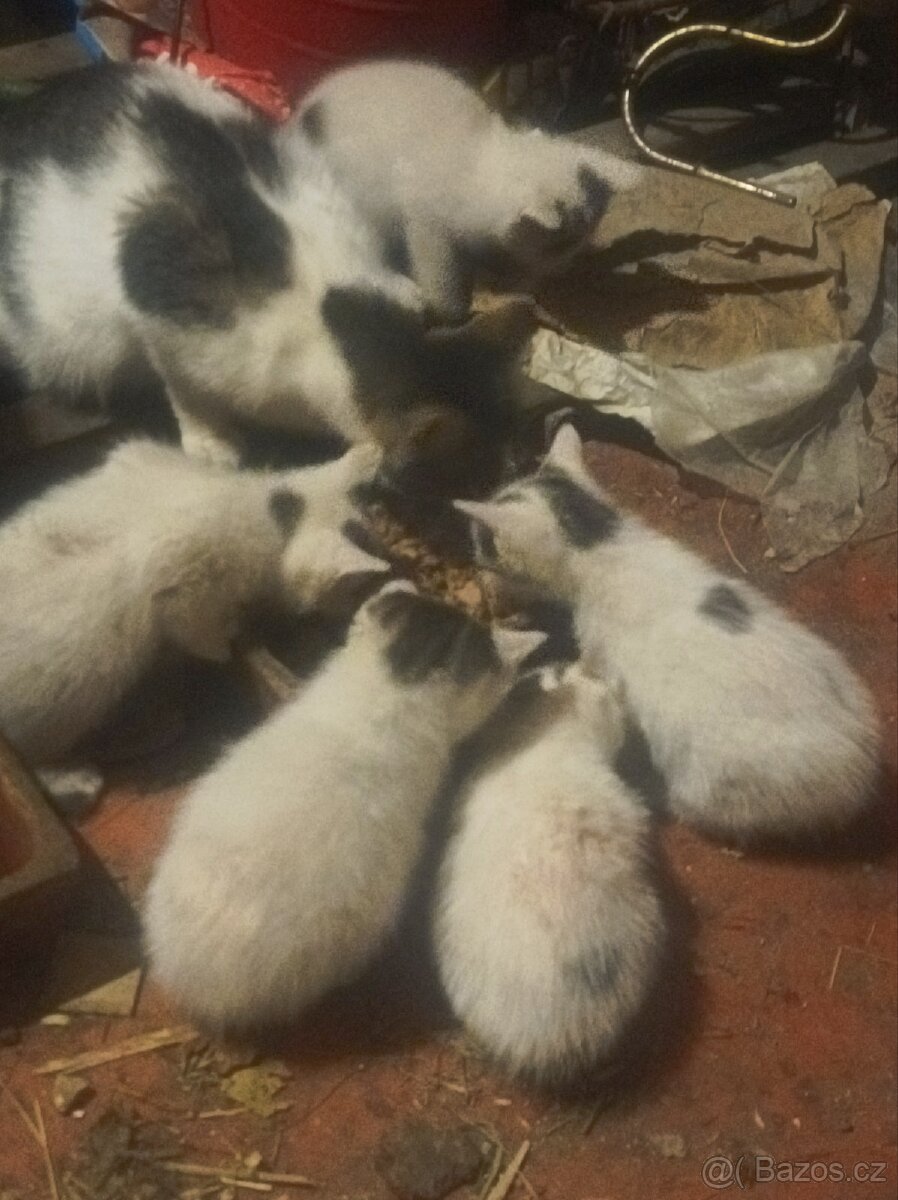 Darují 4 odběr hned zvyklé i na psi - 3