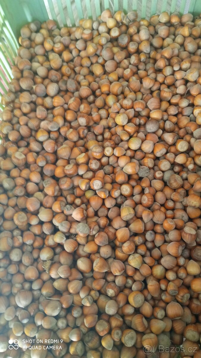 Lískové oříšky - 3