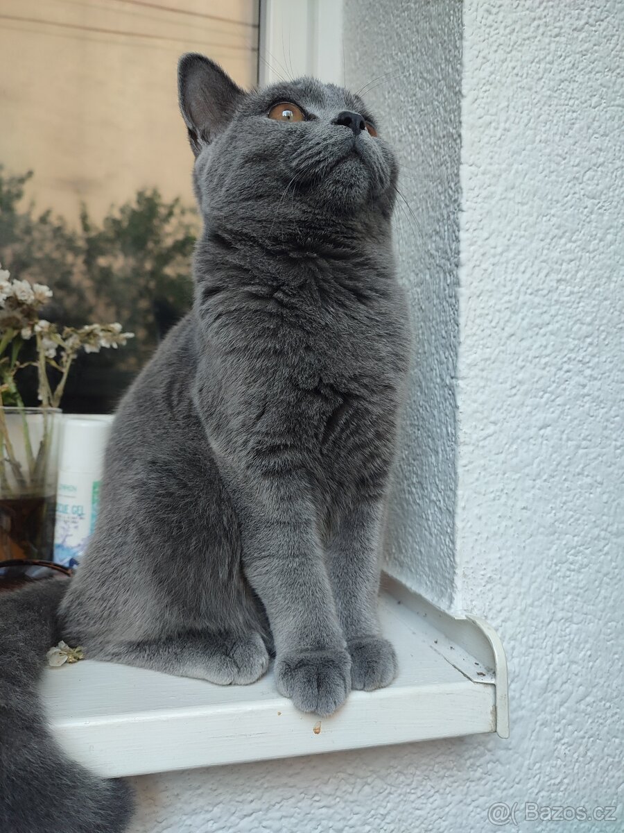 Britský kocour - 3