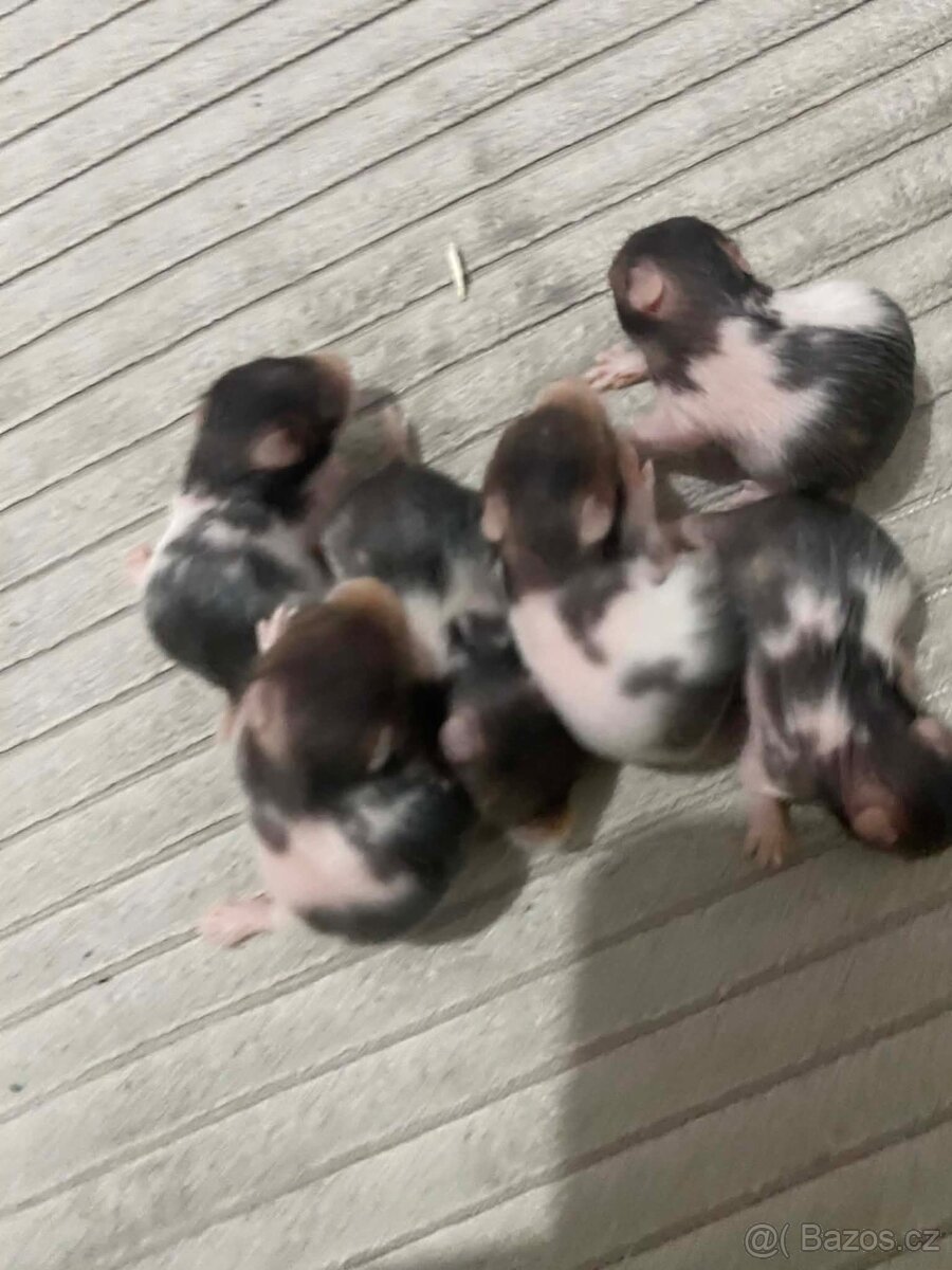 Křeček Syrský nar. 9.2.2026 - 3