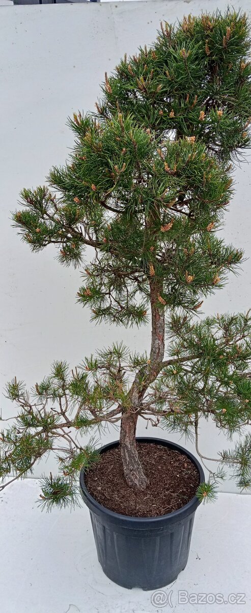 Velký Bonsai Borovice - 3