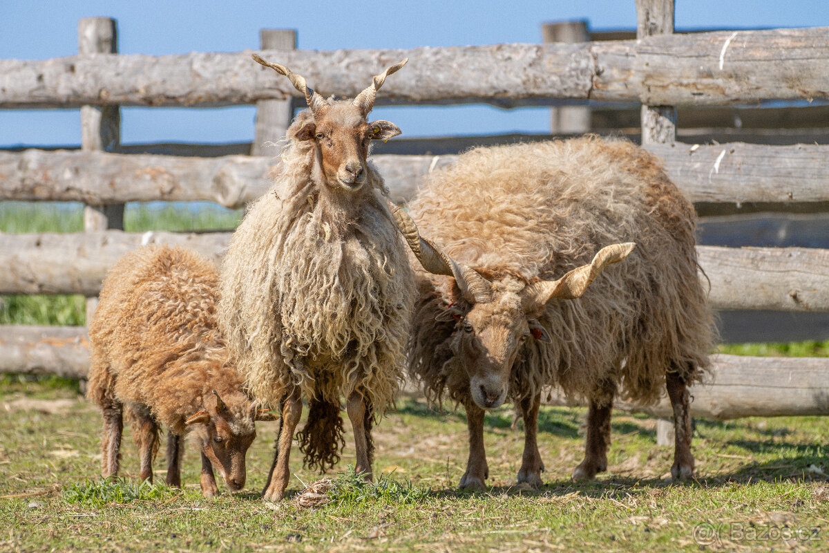 Jehňata ovce cápové/hortobágy racka - 3