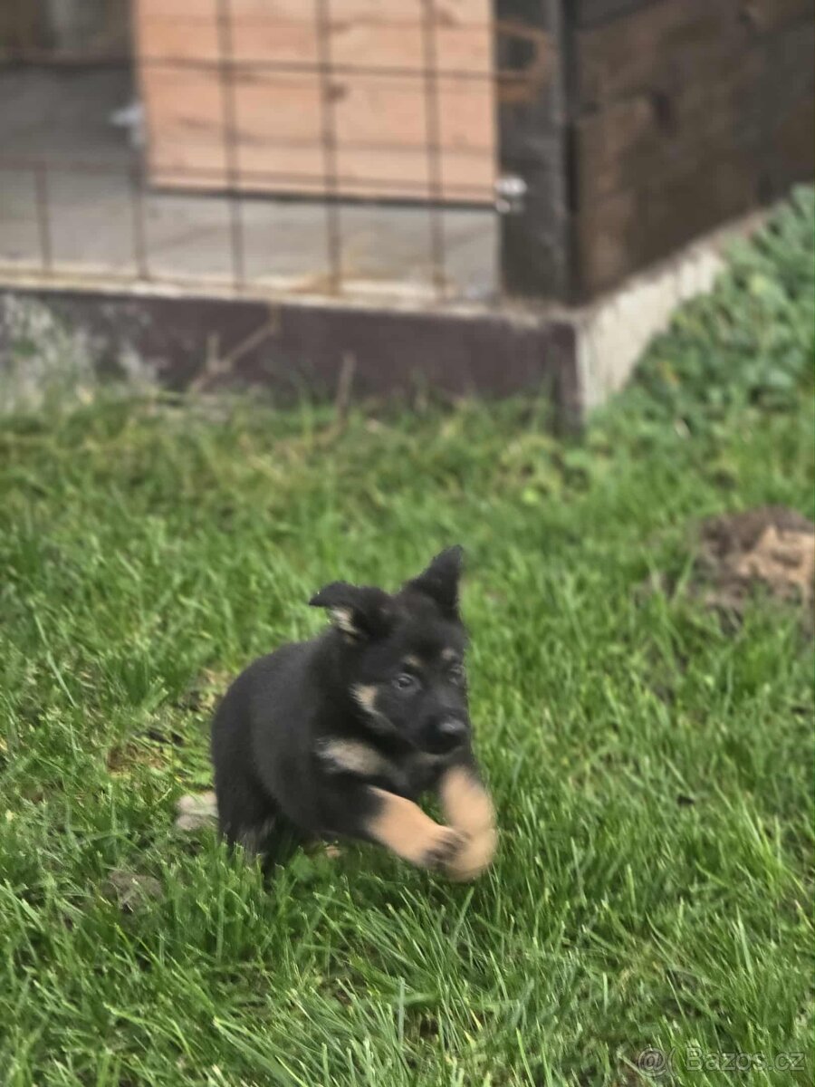 Německý ovčák - 3