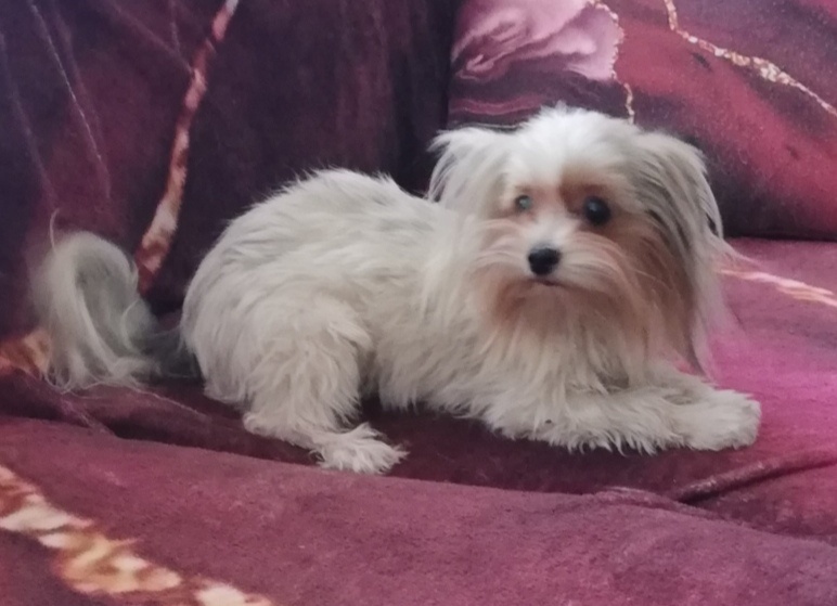 Biewer-drobná, téměř bílá fenka - 3