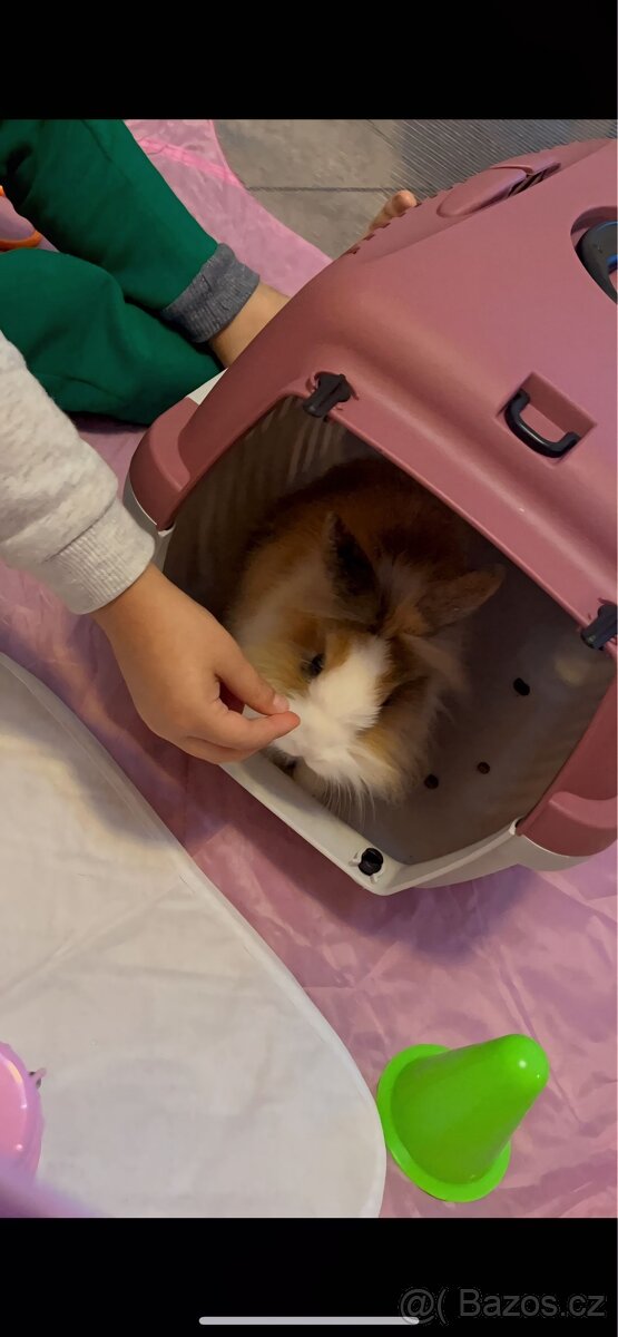 Krásný mini králíček+klec160cm+příslušeny–Vánoční dárek - 3