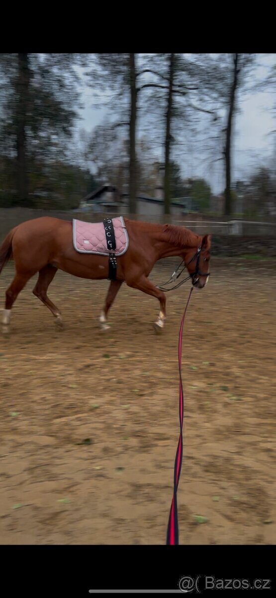 prodám 8 letého valacha - 3