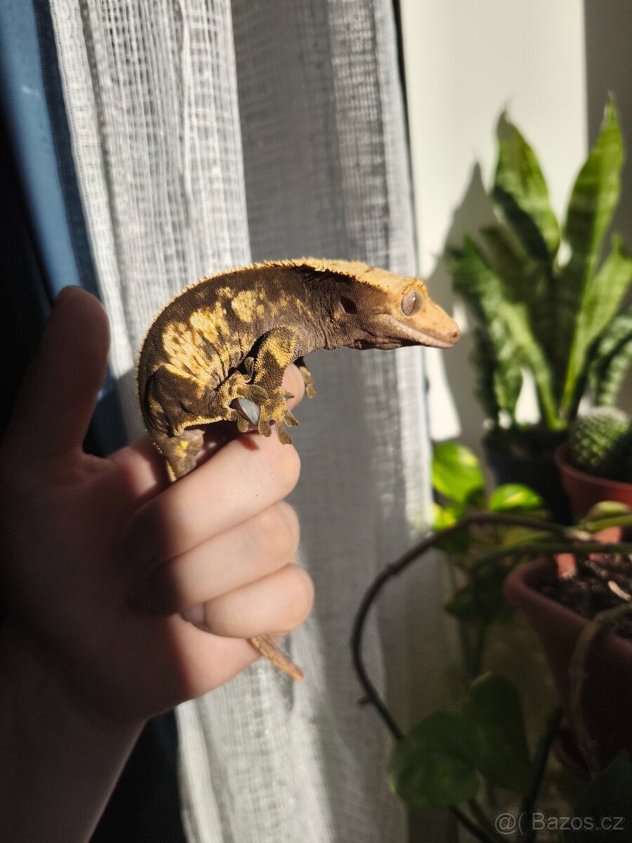 Pagekon řasnatý 0.1 - 3