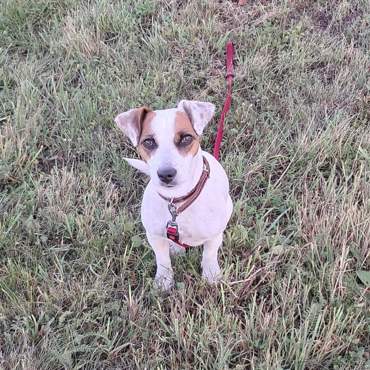 Hledáme ženicha Jack Russell teriéra - 3