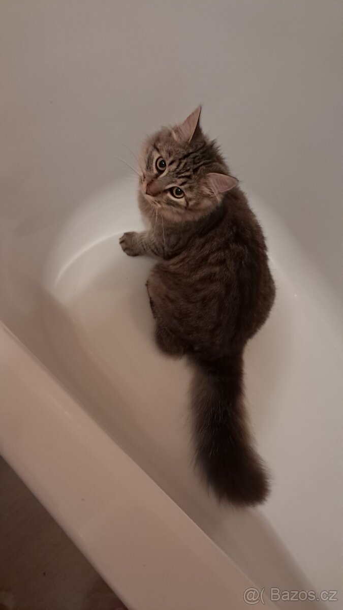 Daruji 8 měsíční kotě bez PP - Norská kočka mix - 3