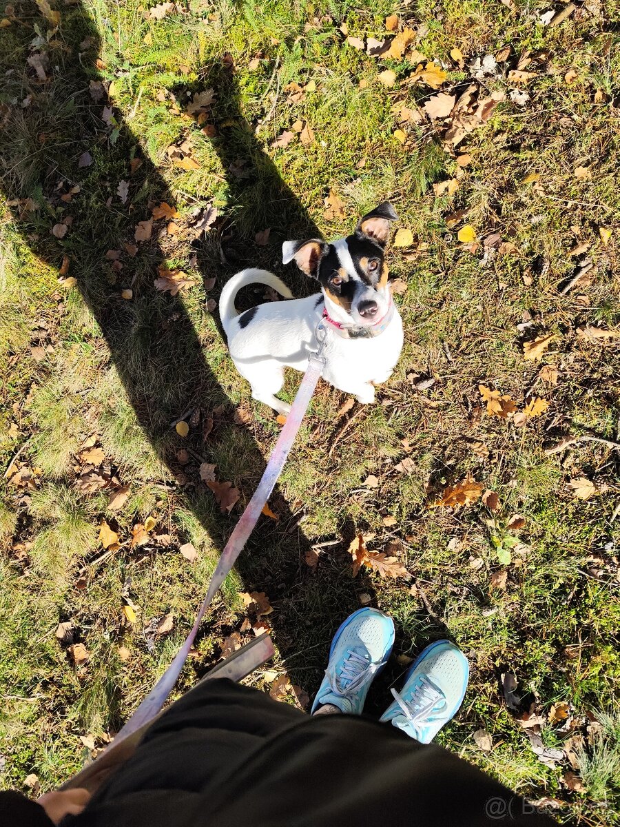 Jack Russell teriér - 3