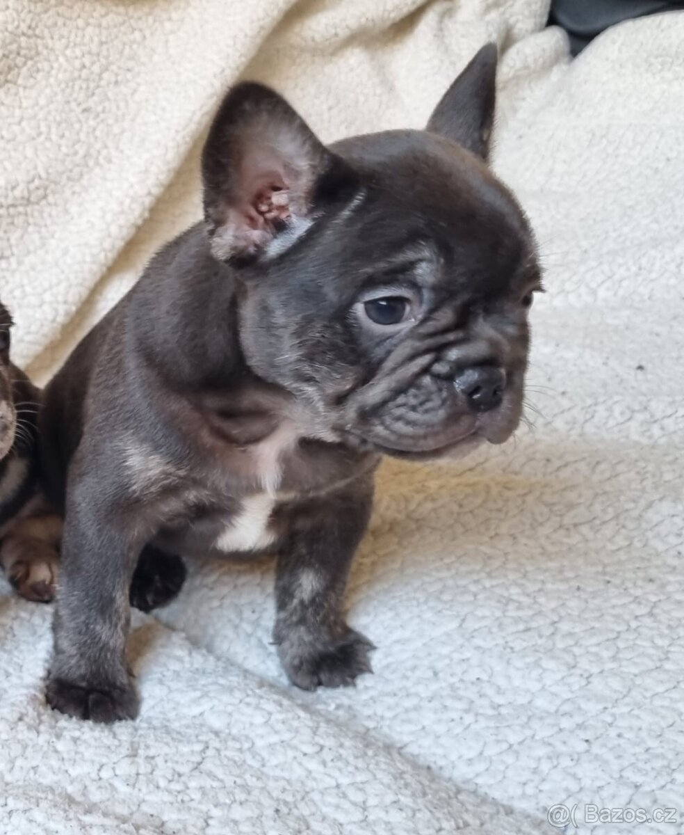 Francouzsky buldoček - 3