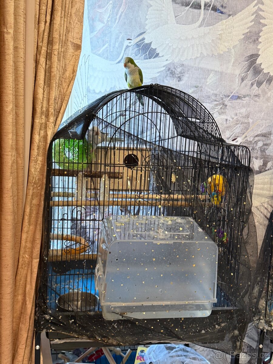 Prodám pár mnišek šedých - 3